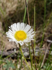 Erigeron caespitosus