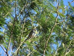 Apalis thoracica claudei