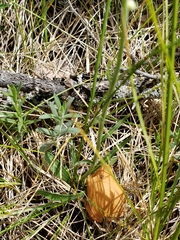 Erigeron caespitosus