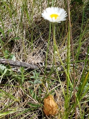 Erigeron caespitosus