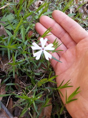 Phlox bifida
