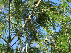 Apalis thoracica claudei