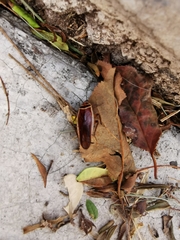 Pseudomops interceptus