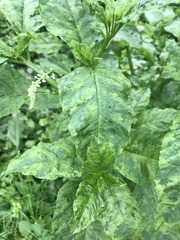 Pokeweed mosaic virus