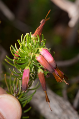 Erica plukenetii