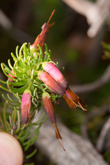 Erica plukenetii