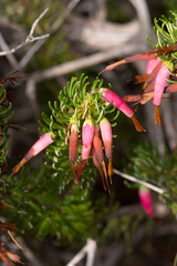 Erica plukenetii