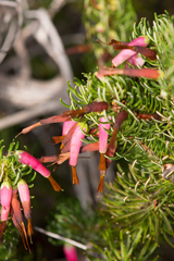 Erica plukenetii