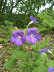 Ruellia intermedia