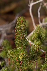 Erica plukenetii