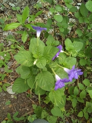 Ruellia intermedia