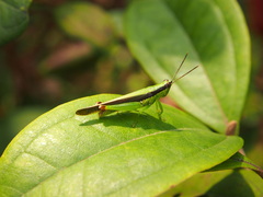 Gesonula punctifrons