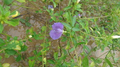 Centrosema brasilianum