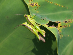 Gesonula punctifrons