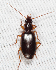 Cymindis platicollis