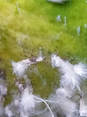 Prociphilus xylostei