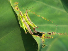 Gesonula punctifrons