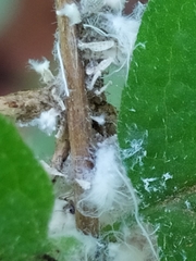 Prociphilus xylostei