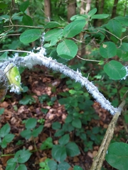 Prociphilus xylostei