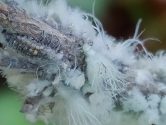 Prociphilus xylostei