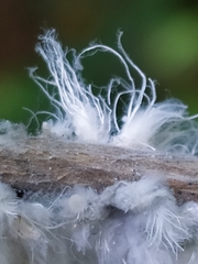 Prociphilus xylostei