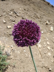 Allium atroviolaceum