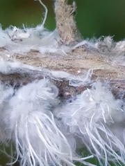 Prociphilus xylostei