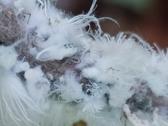 Prociphilus xylostei