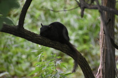 Sciurus carolinensis
