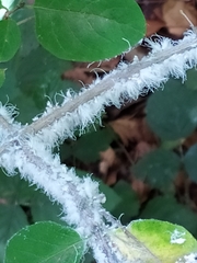 Prociphilus xylostei