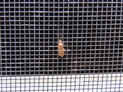 Belonochilus numenius