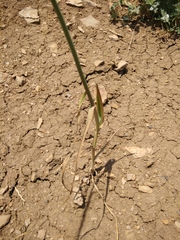 Allium atroviolaceum