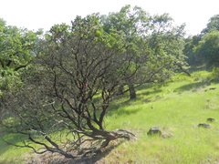 Arctostaphylos manzanita
