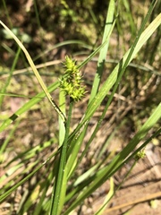 Carex wiegandii