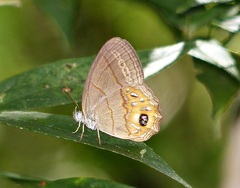 Splendeuptychia pagyris