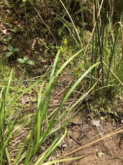 Carex wiegandii