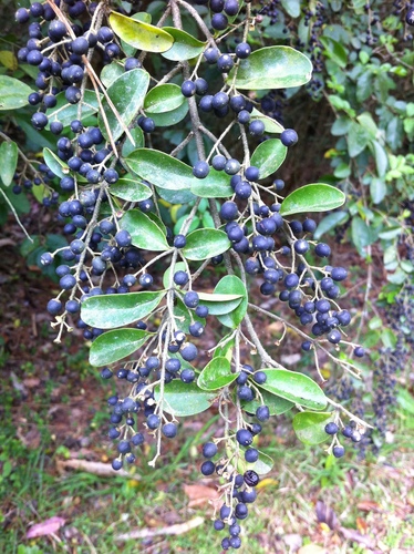 Ligustrum sinense
