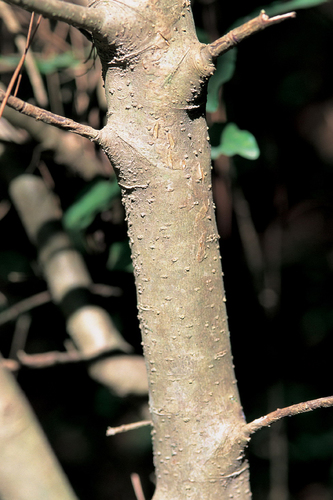 Ligustrum sinense