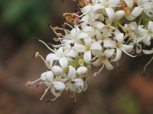 Ligustrum sinense