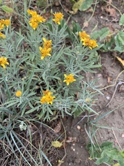 Picradeniopsis oppositifolia