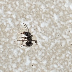 Dolichoderus thoracicus