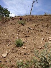 Allium atroviolaceum