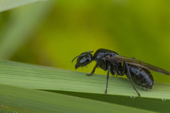 Camponotus laevissimus