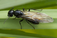Camponotus laevissimus