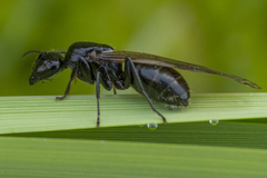 Camponotus laevissimus