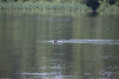 Podiceps cristatus