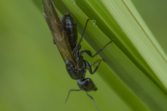 Camponotus laevissimus