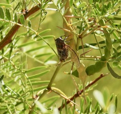 Diceroprocta eugraphica