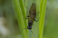 Camponotus laevissimus
