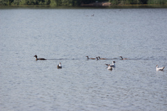 Chroicocephalus ridibundus